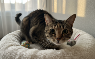 Prepoznavanje živčnega vedenja pri mačkah – Vse, kar moraš vedeti o tem!