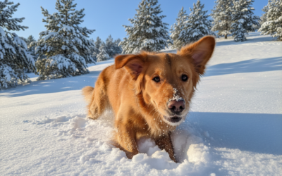 CriskyDog spletni časopis 21 Skrij priboljšek v sneg – ideja za zimsko igro s psom