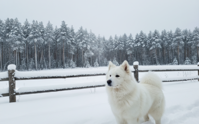 Nadzor pozimi – če pes ostane zunaj