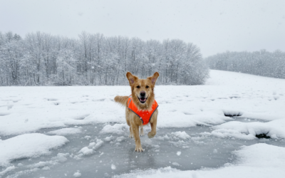 CriskyDog spletni časopis 22 Zimske nesreče pri psih – kako jih preprečiti?