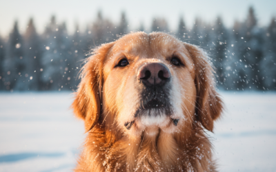 Vdihavanje hladnega zraka – kako vpliva na psa pozimi?