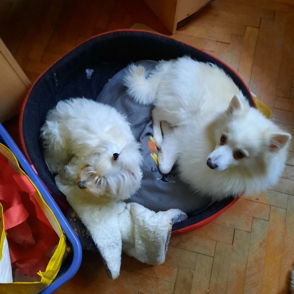 Slika #1 iz MAGDA REŠEK