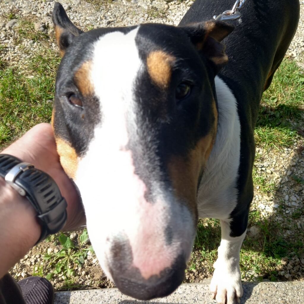 Slika #1 iz Aleksander Avguštin