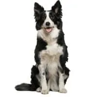 si 2023 07 border collie0