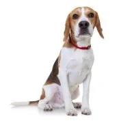 si 2024 09 beagle