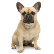 si 2024 09 francia bulldog