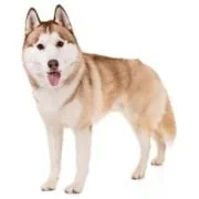 si 2024 09 husky