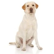 si 2024 09 labrador