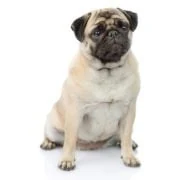 si 2024 09 mopsz