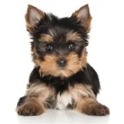 si 2024 09 puppy Yorkshire Terrier