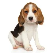 si 2024 09 puppy beagle
