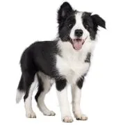 si 2024 09 puppy border collie