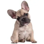 si 2024 09 puppy francia bulldog