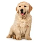 si 2024 09 puppy golden retriever