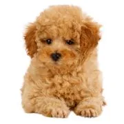 si 2024 09 puppy uszkar