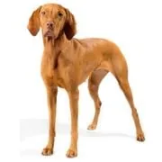 si 2024 09 vizsla