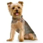 si 2024 09 yorkshiere terrier