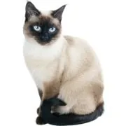 si 2024 11 Siamese