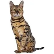si 2024 11 bengal cat