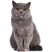 si 2024 11 british shorthair