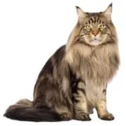 si 2024 11 maine coon