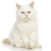 si 2024 11 persian