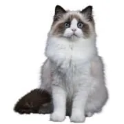 si 2024 11 ragdoll
