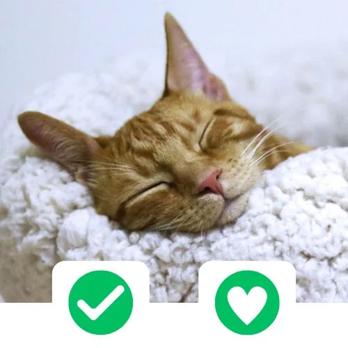 si 2025 09 CricksyCat fejlesztve 1