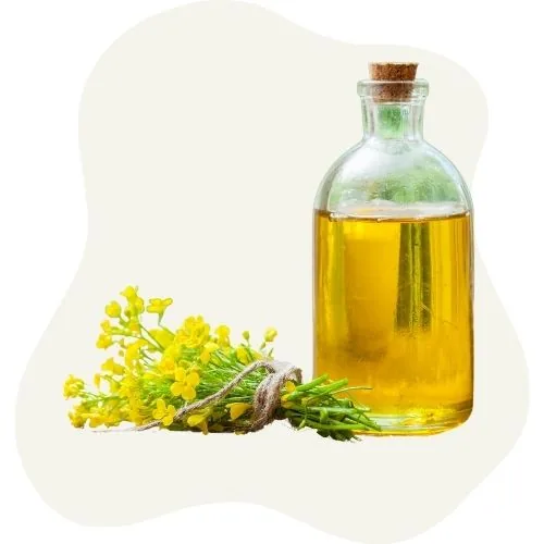 si 2025 09 canola