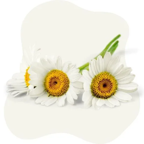 si 2025 09 chamomile