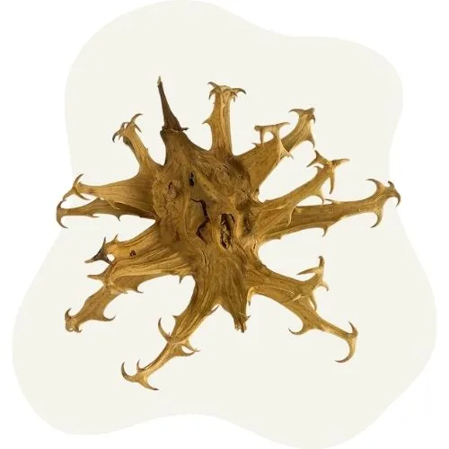 si 2025 09 devil claw