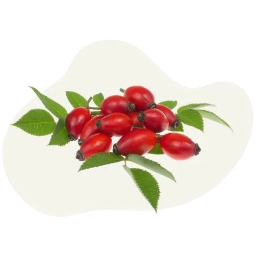 si 2025 09 rosehip