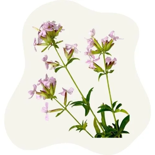 si 2025 09 soapwort